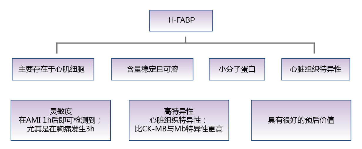 心臟型脂肪酸結合蛋白（H-FABP）的生物學功能